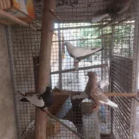 کبوتر بهبونی|پرنده|شیراز, تاچارا|دیوار
