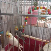 عروس هلندی نر و ماده