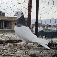 کبوتر - کفتر - رنگی - پرشی