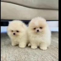 بشتابید پامر وایت فیس