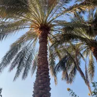 بریدن درختان مزاحم وقطعه کردن چوب