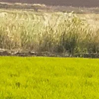 گندم اوکراینی فروش