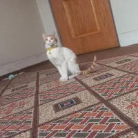 واگذاری گربه dsh