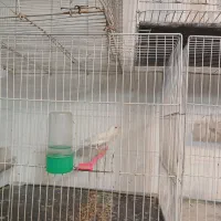 قناری کشیده بلند و رسمی|پرنده|مشهد, سرافرازان|دیوار