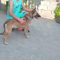 سگ مالینویز