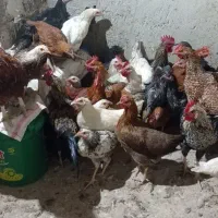 فروش تعدادی مرغ خروس 7ماهه