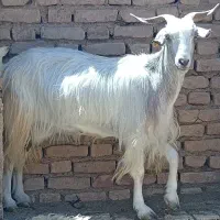 بزشیرادرجه یک