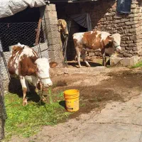 دو راس گاو سیمینتال اصل