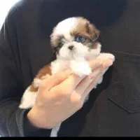 شیتزو توله پامرین عروسکی روباهی