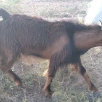 کهر نر