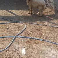 گوسفند مطفل درجه یک بره ماده