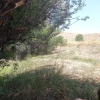 پسته چین هستیم