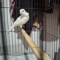 قناری نر سفید جوان