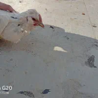 تخم‌مرغ گلین|حیوانات مزرعه|برخوار, |دیوار