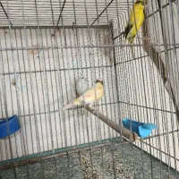 تعدادی قناری ماده همگی هوش پا به جفت