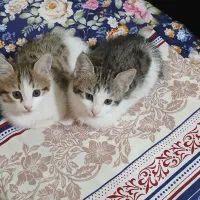 دوتا بچه گربه قشنگ واگذار میشود