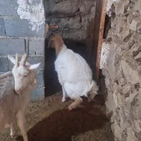 بز سانن با بزغاله