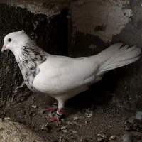 طوقی ،قره و ابلغ ،پلاکی|پرنده|شیراز, محمدیه|دیوار