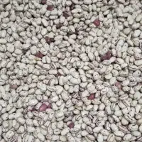 باقله چیتی تازه