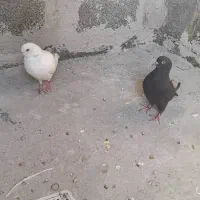 معاوضه یک جفت کبوتر با مرغ عشق|پرنده|بندرعباس, |دیوار