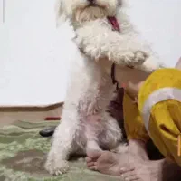 سگ پشمالو سفید خانگی