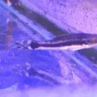 تیم نظافت آکواریوم کوریدوراس  انواع کت خاص شارژ شد|ماهی|مشهد, فاطمیه|دیوار