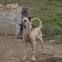 واگذاری سگ سرابی خالص طوله ۹ماهه|سگ|گرمی, |دیوار