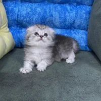 فروشگاه گربه ها ( پرشین / اسکاتیش /بریتیش) گوگولی|گربه|رشت, گلسار|دیوار