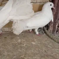 کبوتر زینتی