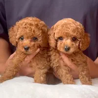 توله سگ پودل|سگ|تهران, زعفرانیه|دیوار