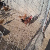 خروس و مرغ فروشی