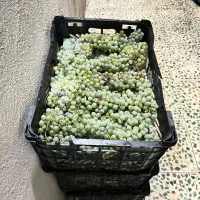 انگور مخصوص شیره دراوردن