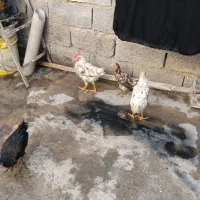 مرغ وخروس