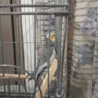 عروس هلندی مولد دونه ۱تومن سالم سرحال