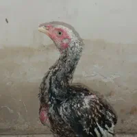 مرغ جوانه|پرنده|سیب و سوران, |دیوار