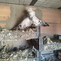 کبوتر گو بالی قره|پرنده|میاندوآب, |دیوار