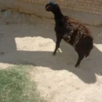 بره نر
