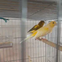 قناری مولد تضمینی با جوجه