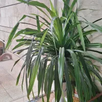 فروش گل