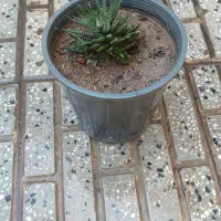 گل های خانگی|گل و گیاه طبیعی|اهر, |دیوار