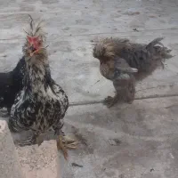 فروش خروس