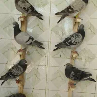 کفتر سبز و کوهی