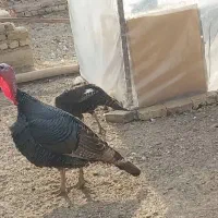 جوجه لاری بوقلمون کبوتر