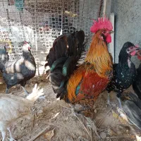 مرغ و خروس محلی اهرم