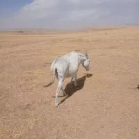 خری بسیار آرام برای گله|حیوانات مزرعه|گل تپه, |دیوار