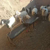 تعدادی بز شیری وزاییده و بره شیر به فروش می رسد|حیوانات مزرعه|سیرجان, |دیوار