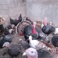 مرغ وبوقلمو