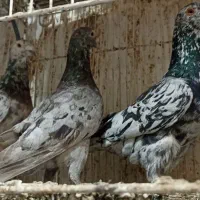 کفتر بوم زدوخوردی شهرستانی رسید