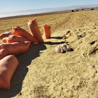 کاه گندم خرمن کوب|حیوانات مزرعه|شاندیز, |دیوار