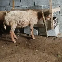 فروش تعدادی گوسفند نر و بز